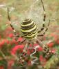 Argiope bruennichi